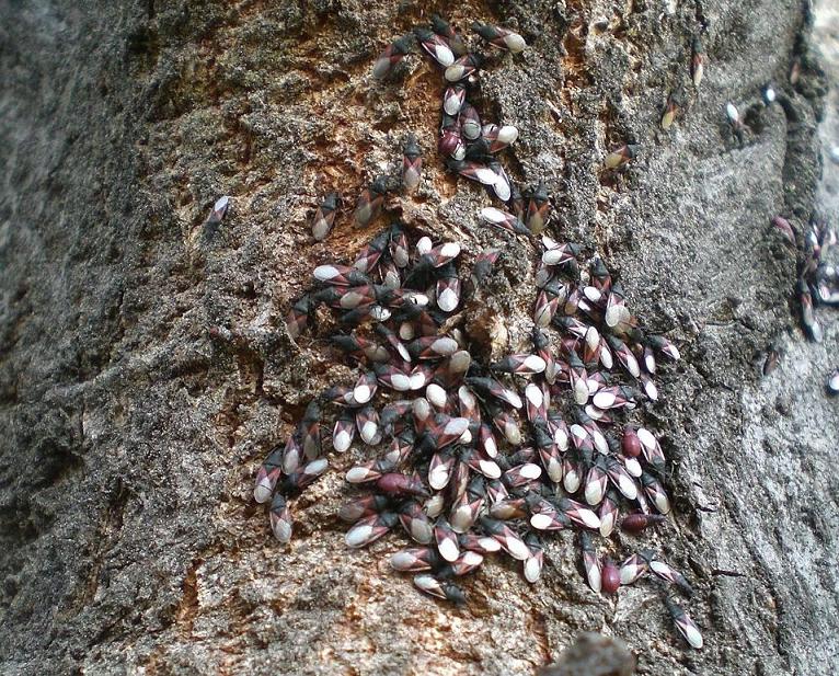 Oxycarenus lavaterae, ma in zona alpina...